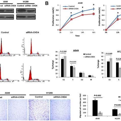 CHD4 mediates proliferation and migration of non.